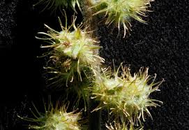 Image result for Pupalia micrantha