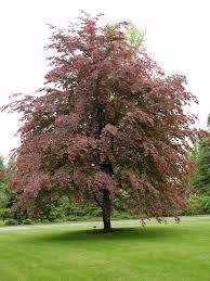 Tri Color Beech Trees For Sale Online Garden Goods Direct