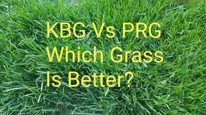 Side By Side Comparison Of Kbg Vs Prg Grass Kentucky Blue Grass Vs Perinial Rye Grass Youtube I also do not like how fast it turns brown in the fall. side by side comparison of kbg vs prg grass kentucky blue grass vs perinial rye grass