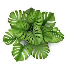 Top Interior Design Interior Plants Top View Interior Plants Flower Pots Plants