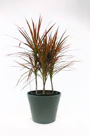 Image result for dracaena