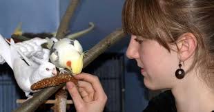 Am besten aber hältst du deine vögel in einer gruppe. Das Optimale Zuhause Fur Gefiederte Senioren