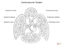 Pages include the heart external, heart internal, major arteries, major veins, cardiac procedures, cardiovascular diseases, respiratory system, upper respiratory, and respiratory diseases. Circulatory System Coloring Pages Free Iconmaker Info