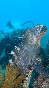 Earthofficial On Instagram The Badass Marine Iguana The World S Only Oceangoing Lizard Galapagos Islands Video By In 2020 Marine Iguana Godzilla Sea Creatures