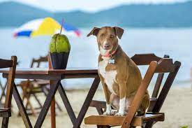 In general, most adults don't exercise strenuously enough to need sports drinks or coconut water, so. Can Dogs Drink Coconut Water Pro S Con S Warnings