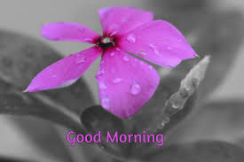 Good morning messages for friends: Wishing A Wonderful Sunday Flower Picture Quotes Good Morning Images With Flowers Good Morning Wishes Dogtrainingobedienceschool Com