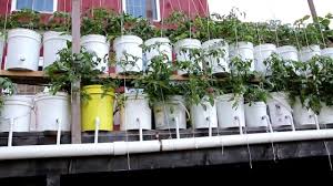 Hey mhpgardener, the math on this isn't quite right, my friend. Kratky Method Hydroponics Survival Monkey Forums