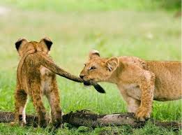 Image result for lion biting lioness tail