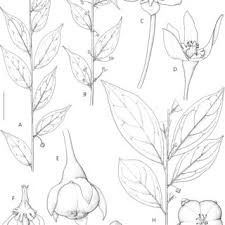 Image result for Paranecepsia alchorneifolia