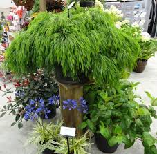 How appropriate that acacia cognata 'cousin itt' has become an increasingly popular selection among water thrifty gardeners. Acacia Cognata Cousin Itt Cousin Itt Acacia Cousin Itt Little River Wattle Plant Lust