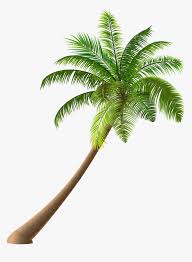 Download 86,948 coconut tree images and stock photos. Summer Coconut Simple Illustration Royalty Free Green Cartoon Many Coconut Tree Hd Png Download Kindpng