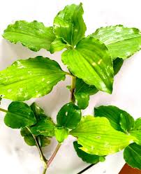 Image result for Commelina benghalensis