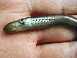 Suchen sie auf unserer webseite nach allen informationen die sie benötigen Pazifisches Neunauge Entosphenus Tridentatus Fischlexikon