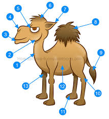 To draw cartoon you dont need any special, painting and drawing tools, or, computer drawing tools, or, drawing tools for computer. How To Draw A Camel Cartoon Illustration