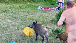 Competitive spirited team entering both fun and serious competitions. Fans Flock To Save Berlin S Cheeky Wild Boar Bbc News