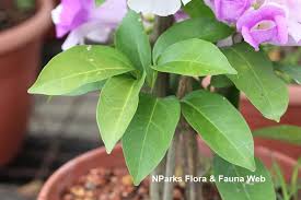 Image result for Hymenaea