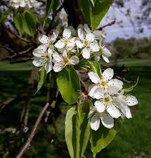 Image result for Pycreus cuanzensis