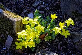 Image result for Sebaea