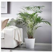Ecco un elenco delle 10 piante antismog più belle da avere in casa o in ufficio: Dypsis Lutescens Pianta Da Vaso Areca Ikea It