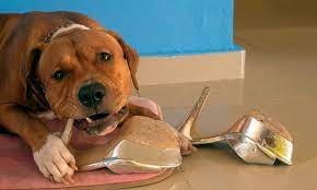 How To Stop Your Dog From Chewing Everything In Sight The Dogington Post