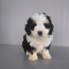 We have mini bernedoodle puppies for sale in ohio, west. Skye Bernedoodle Puppy 636587 Puppyspot