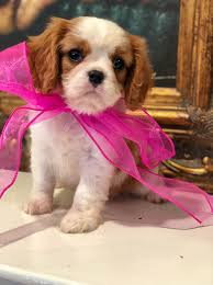 One way to determine the ancestry of your mixed breed is through a dna test. Woodland Cavaliers Cavalier Puppies In Southern California