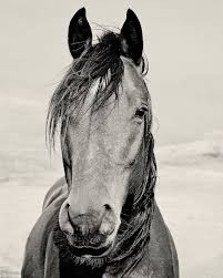 Black And White Horse Photography Large 24x30 Or 20x30 Photo Large Black And White Horse Photograph Large Equine Art Horse Portrait White Horse Photography Horses