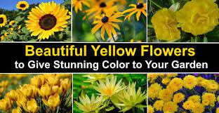 As frequent flowers are becoming ever more popular, why not try our beautiful bouquets for your regular flower. Types Of Yellow Flowers Plants That Give Stunning Color To Your Garden