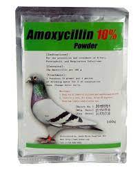 Amoxicillin 10 Powder Amoxicillin 10 Things Bird