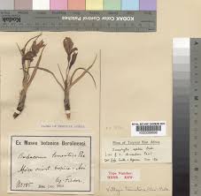 Image result for Xerophyta zambiana