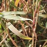 Image result for Chloris pycnothrix