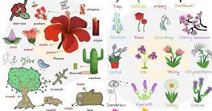 Different kinds of plants and their names. List Of Plant And Flower Names In English With Pictures 7esl