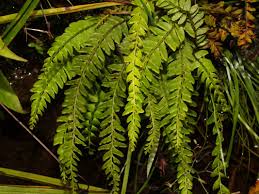 Image result for Lindsaea ensifolia
