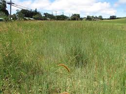 Image result for Setaria sphacelata