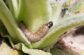 Image result for Nothris verbascella