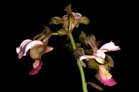 Image result for Eulophia horsfallii