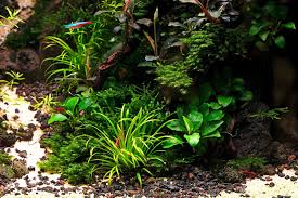 Image result for Blyxa