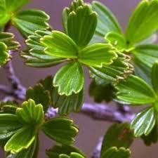 Image result for Myrothamnus flabellifolius