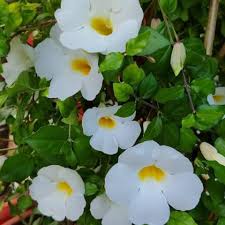 Image result for Thunbergia erecta