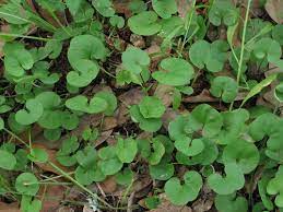 It for growing to full stage (photos) and then cutting for edibles. Foraging Texas Pony S Foot