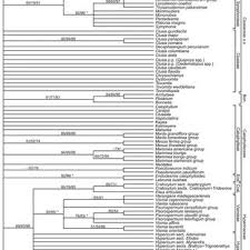 Image result for Psorospermum mechowii
