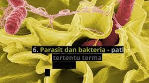 Hayatilah terlebih dahulu najis anda dalam lubang jamban bagi memastikan najis anda itu ideal atau tidak. Najis Warna Hijau Green Stool Adakah Ia Normal Dan Puncanya