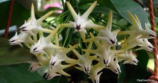 Image result for hoya multiflora