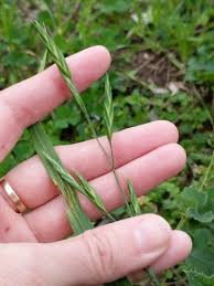 Image result for Bromus catharticus