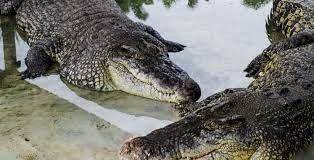 The crocodiles get bigger and older as you walk deeper into the teluk sengat crocodile farm. Teluk Sengat Crocodile Farm A Toothless 130 Yrs Old Croc