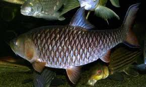 Di indonesia, ikan hampala tergolong jenis ikan liar yang habitatnya berada di area sungai atau danau di di habitat aslinya, hampala memangsa jenis ikan lain yang lebih kecil seperti ikan pepetek. Terjual Ikan Hampala Predator 30 S D 40 Cm Bogor Kaskus