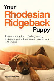 The current median price for all rhodesian ridgebacks sold is $1,200.00. Your Rhodesian Ridgeback Puppy The Ultimate Guide To Finding Rearing And Appreciating The Best Companion Dog In The World Amazon Co Uk Flaim Denise 9780991116836 Books