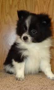 Black And White Maltese Pomeranian Mix Black White Pomeranian Pomeranian Puppy Cute Pomeranian Cute Animals