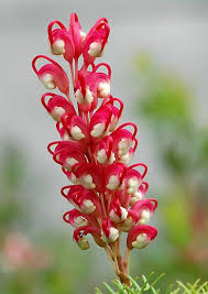 Pin Di Samira Jerkovic Su Fiori Bellissimi Fiori Fiori Insoliti Bloom
