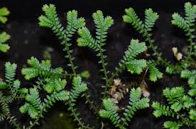 Image result for Selaginella tenerrima